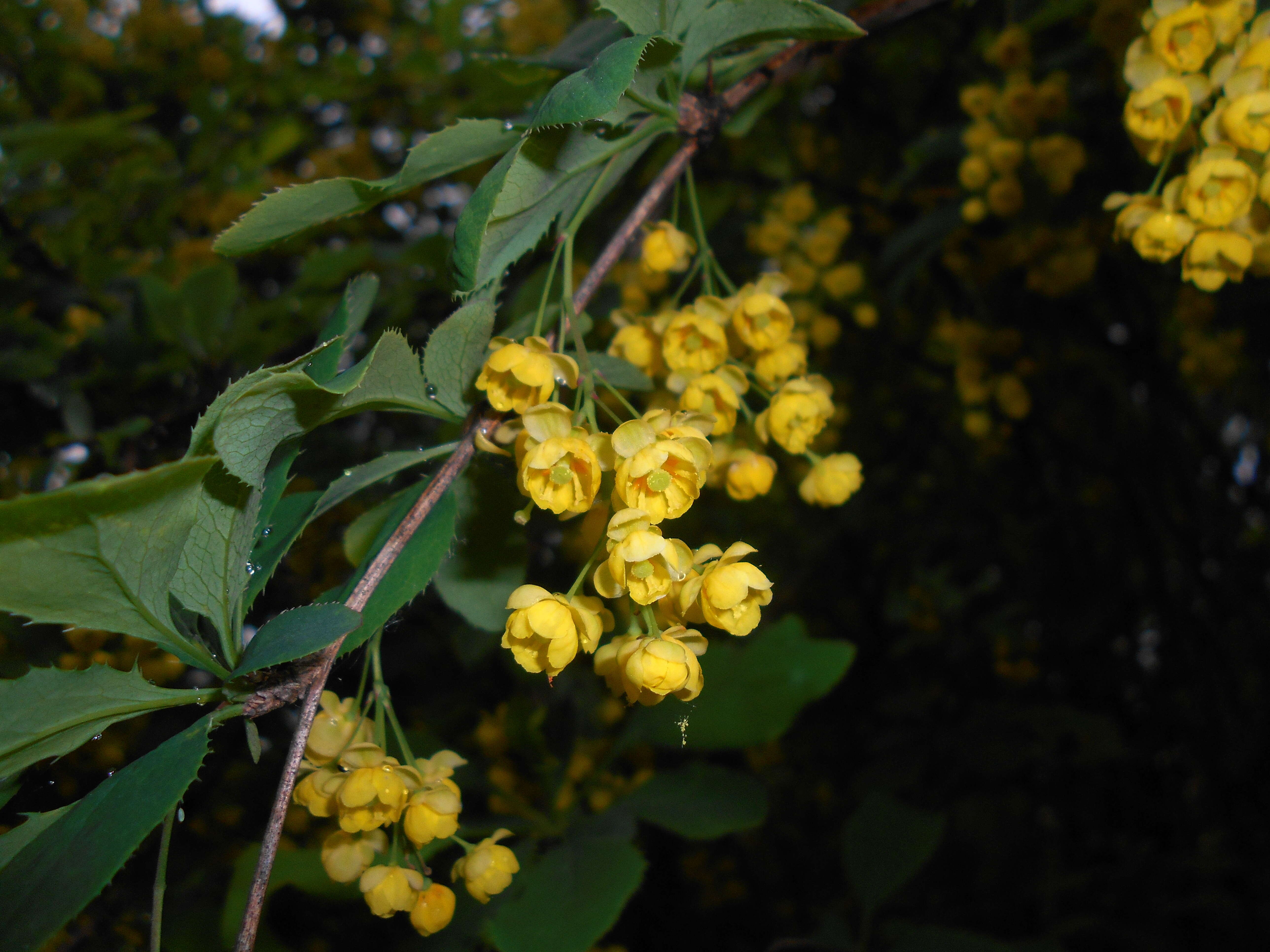 Image de Berberis lycium Royle