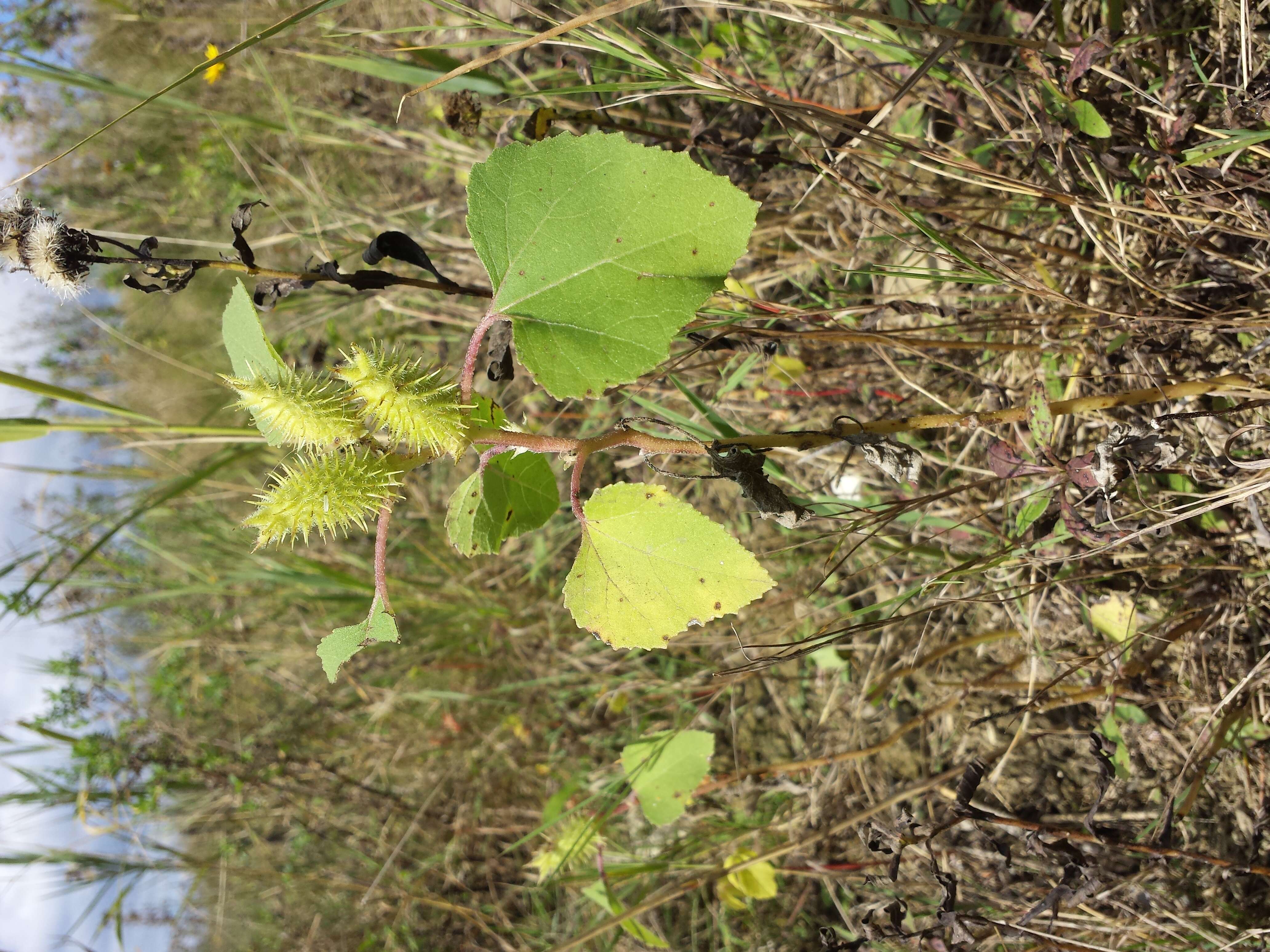 Imagem de Xanthium orientale L.