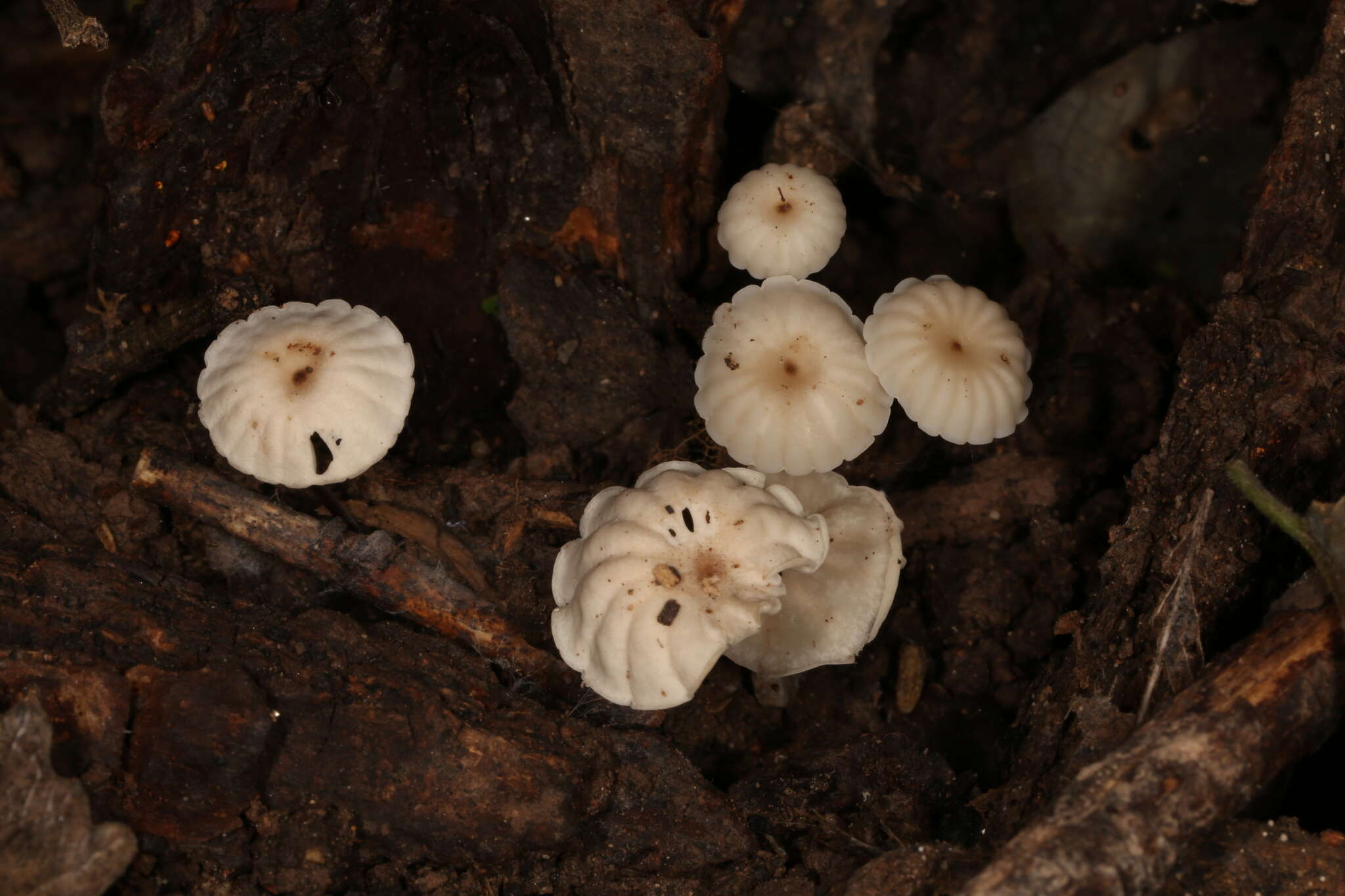 Image of Marasmius rotula (Scop.) Fr. 1838