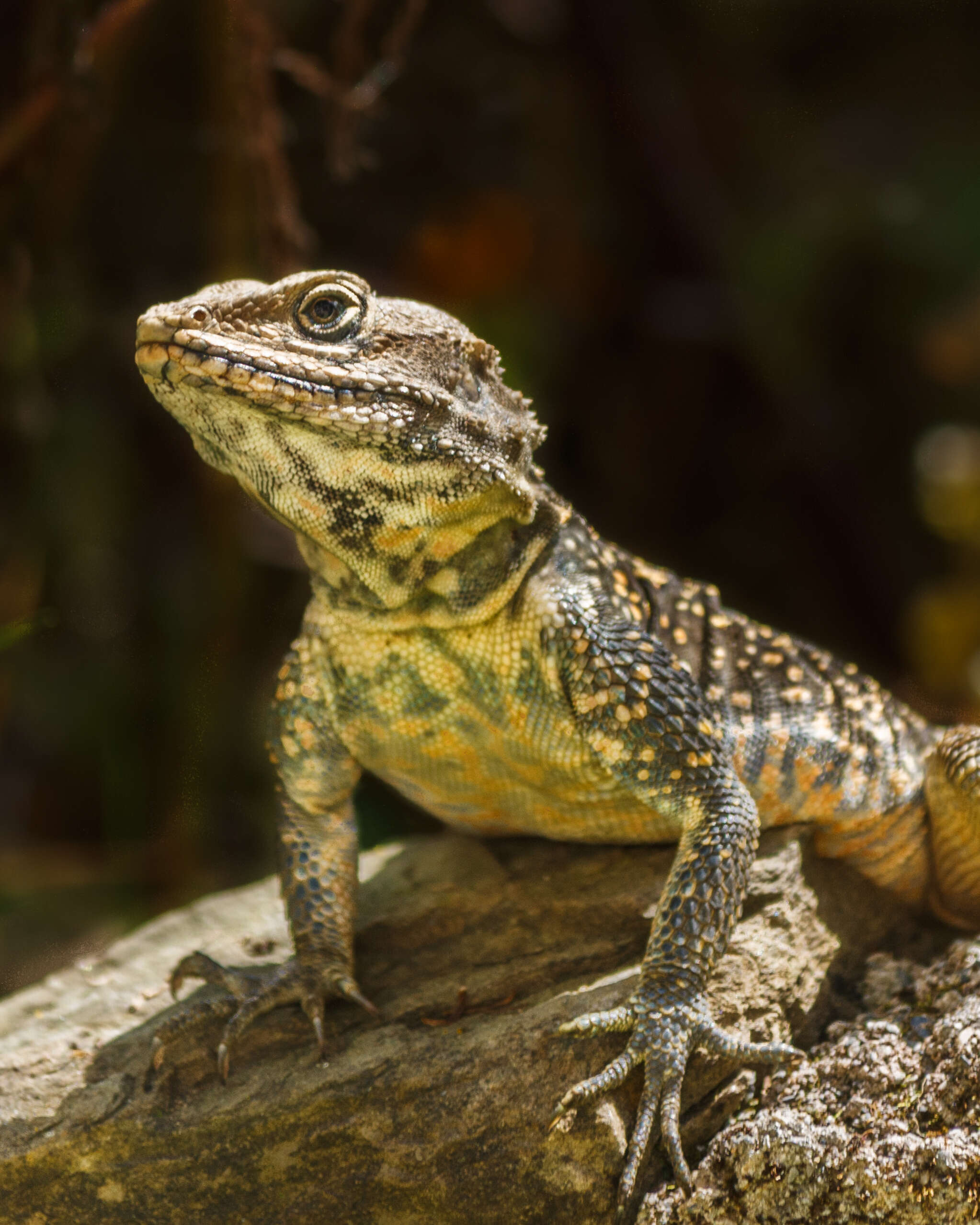 Image of Kashmir Rock Agama