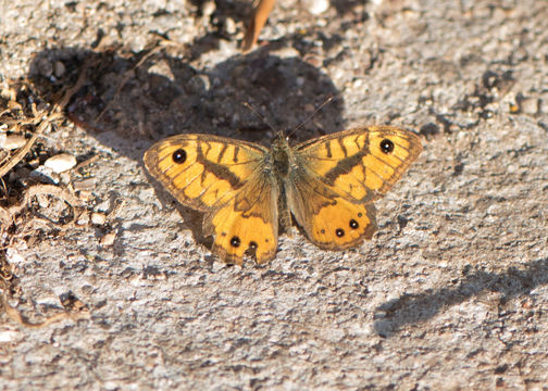 Image of <i>Lasiommata paramegaera</i>