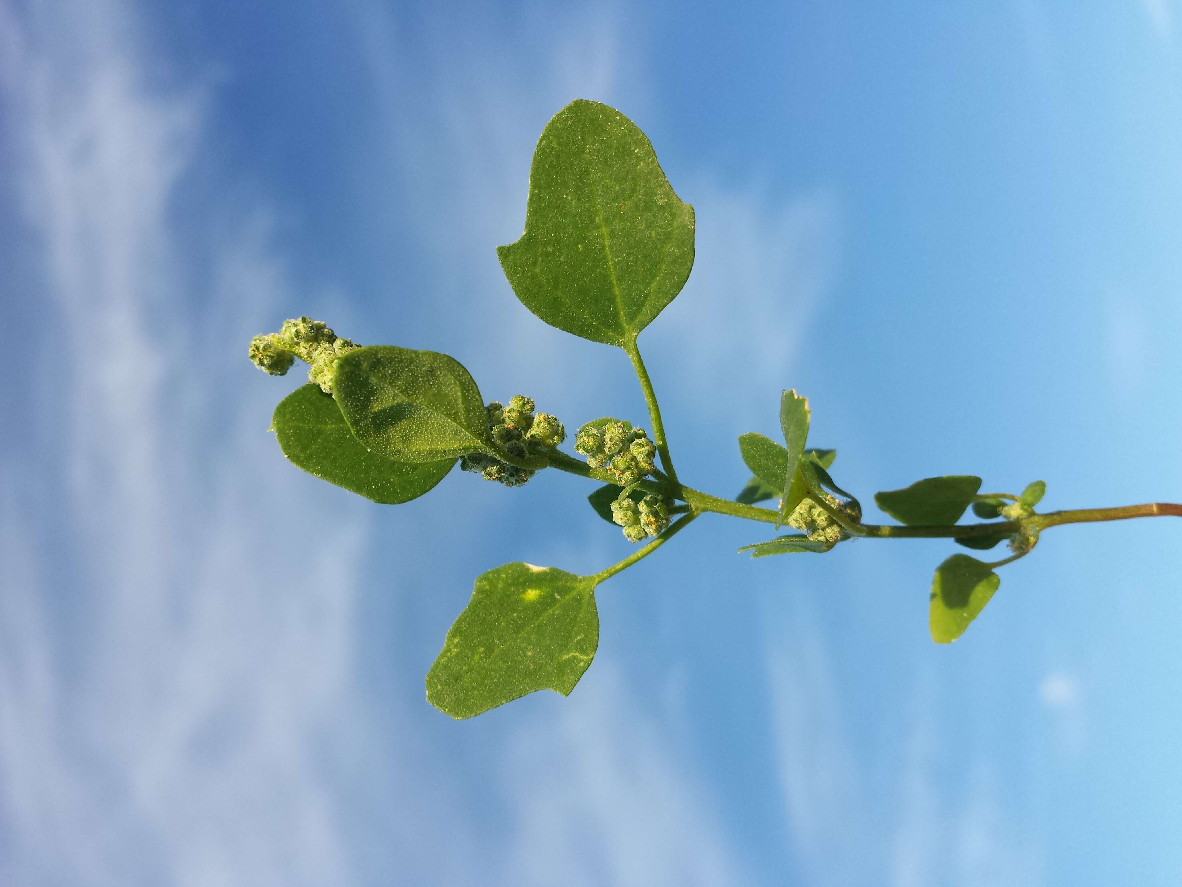 Plancia ëd Chenopodium opulifolium Schrader