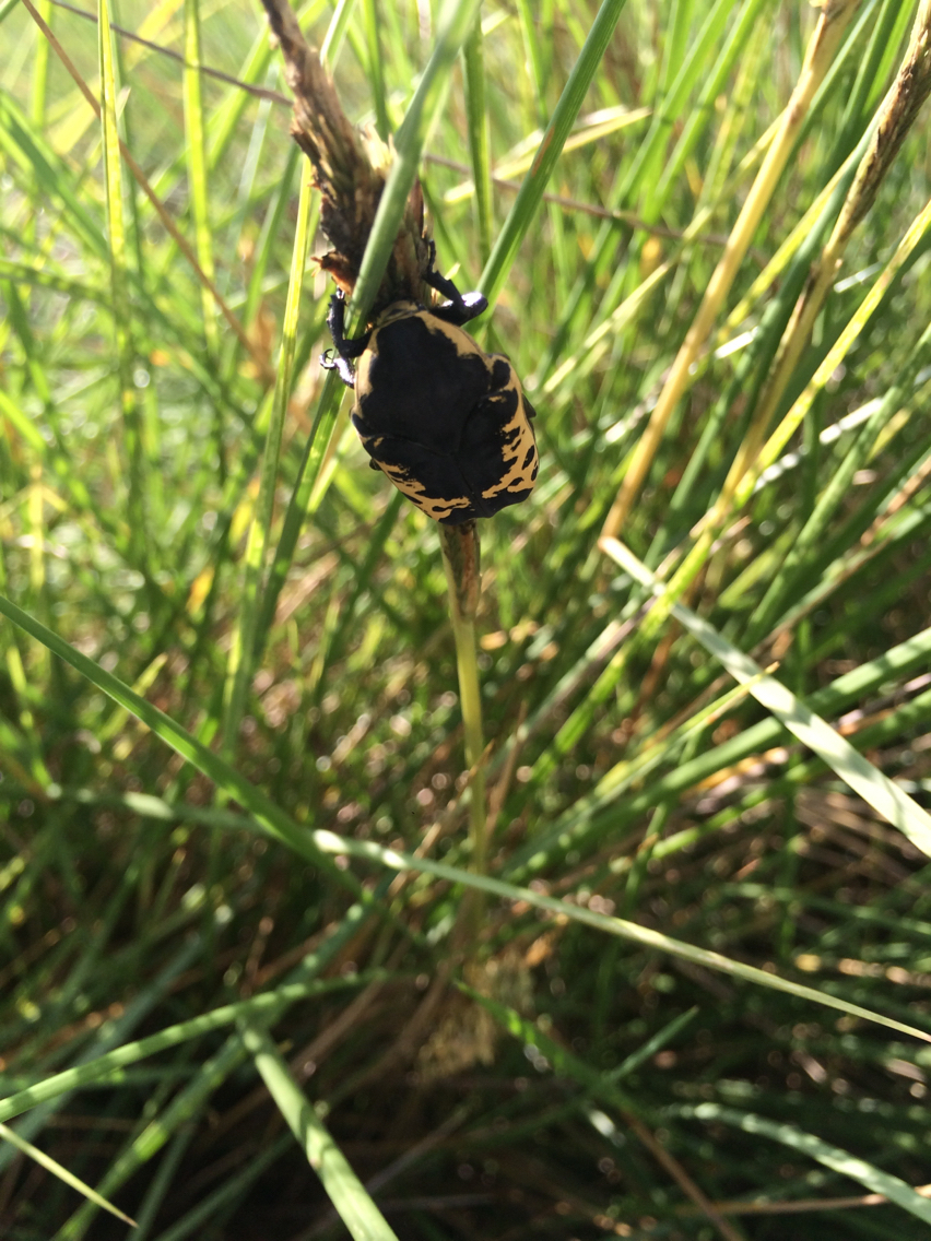 Image of Harlequin Flower Beetle