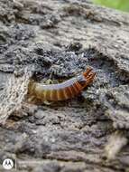 Image of Ringlegged earwig