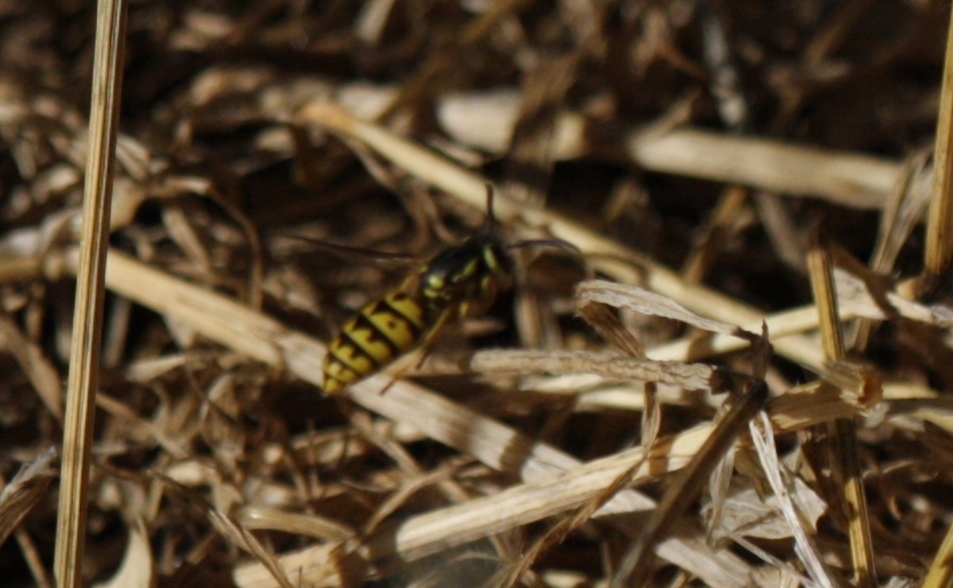 Image of <i>Vespula pensylvanica</i>