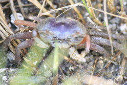 Image of Atlantic sand fiddler