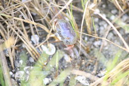 Image of Atlantic sand fiddler