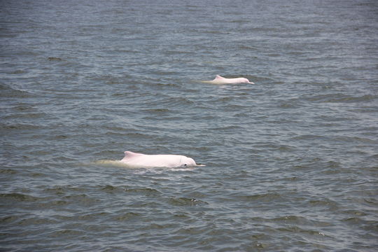 Image of Chinese Humpback Dolphin