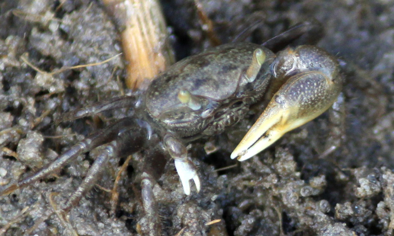 Image of Atlantic sand fiddler