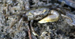 Image of Atlantic sand fiddler