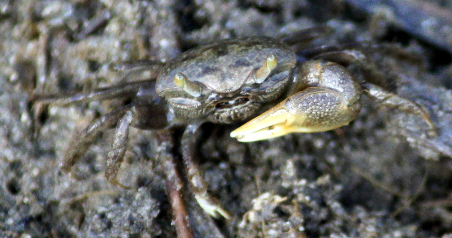 Image of Atlantic sand fiddler