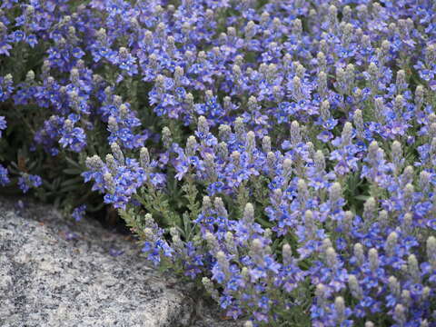 Слика од Veronica cinerea Boiss. & Bal.