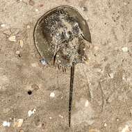 Image of Horseshoe Crab