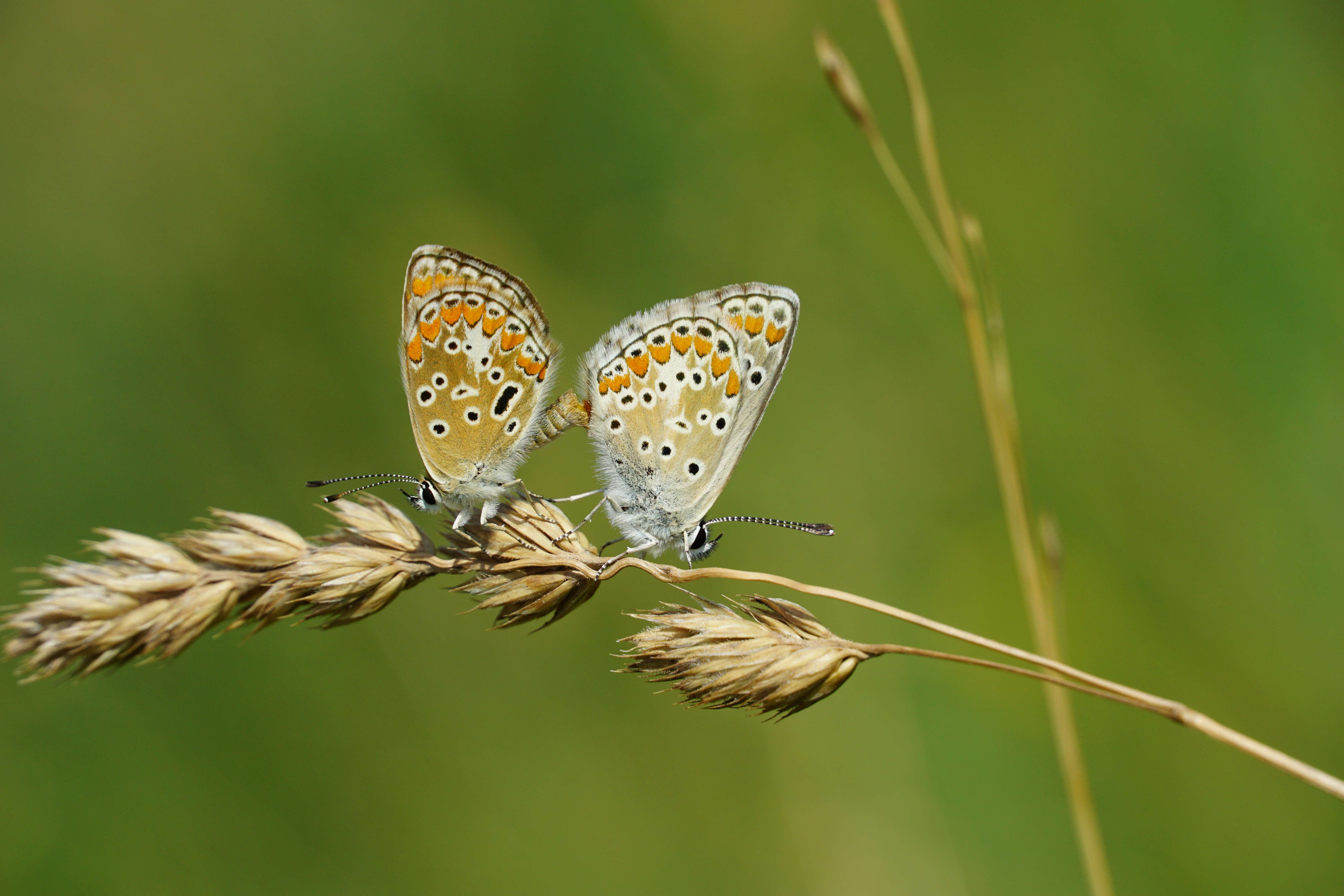 Image of brown argus