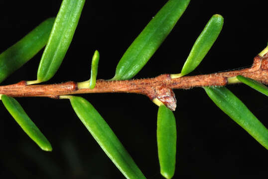 Imagem de Tsuga caroliniana Engelm.