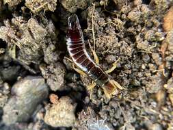 Image of Ringlegged earwig