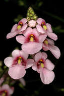 Image of Diascia rigescens E. Mey. ex Benth.