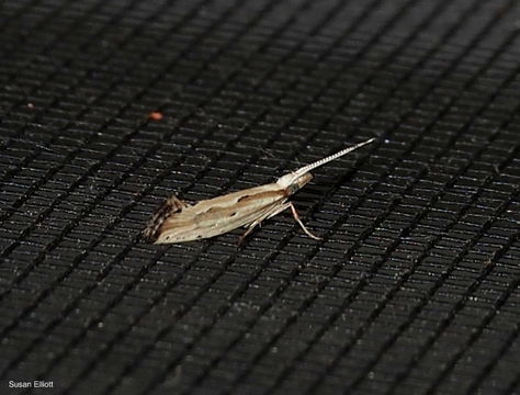 Image of Grey-streaked Smudge