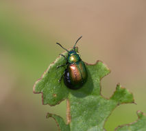Image of <i>Gastrophysa viridula</i>