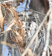 Image of Western Screech Owl