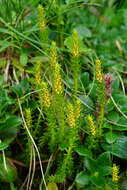 صورة Selaginella selaginoides (L.) Schrank & C. F. P. Mart.