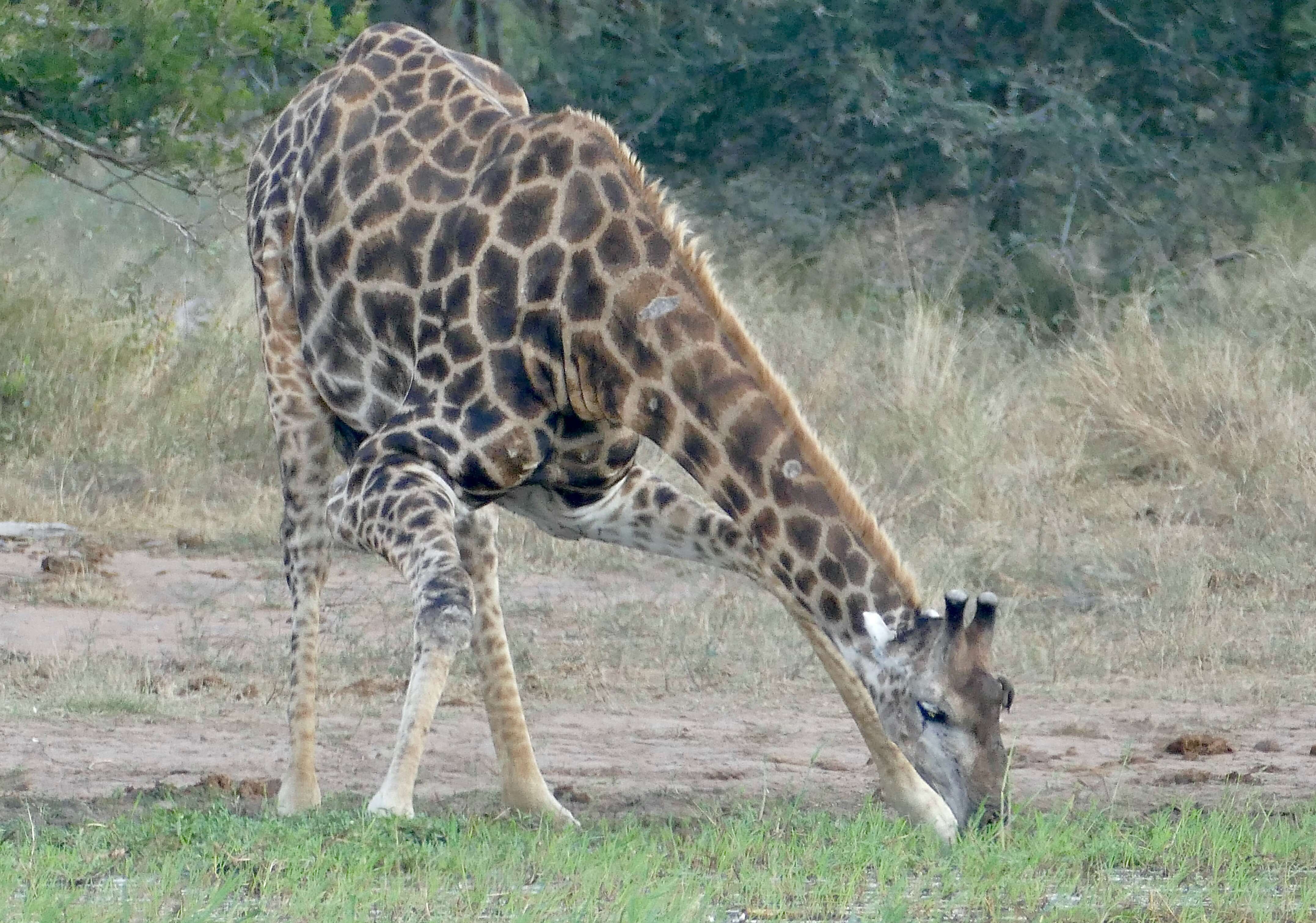 Plancia ëd Giraffa camelopardalis (Linnaeus 1758)