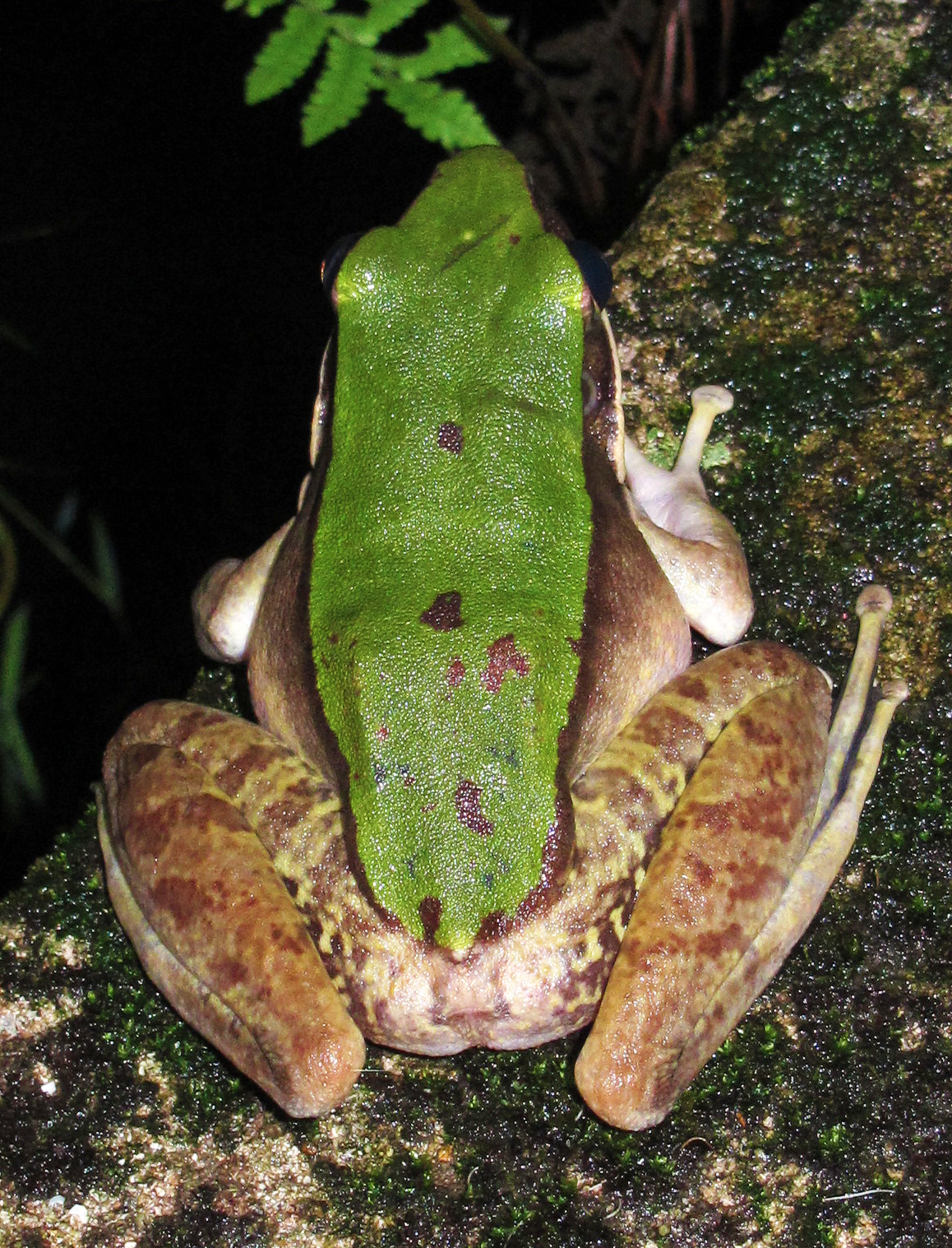 Image of Chloronate Huia Frog