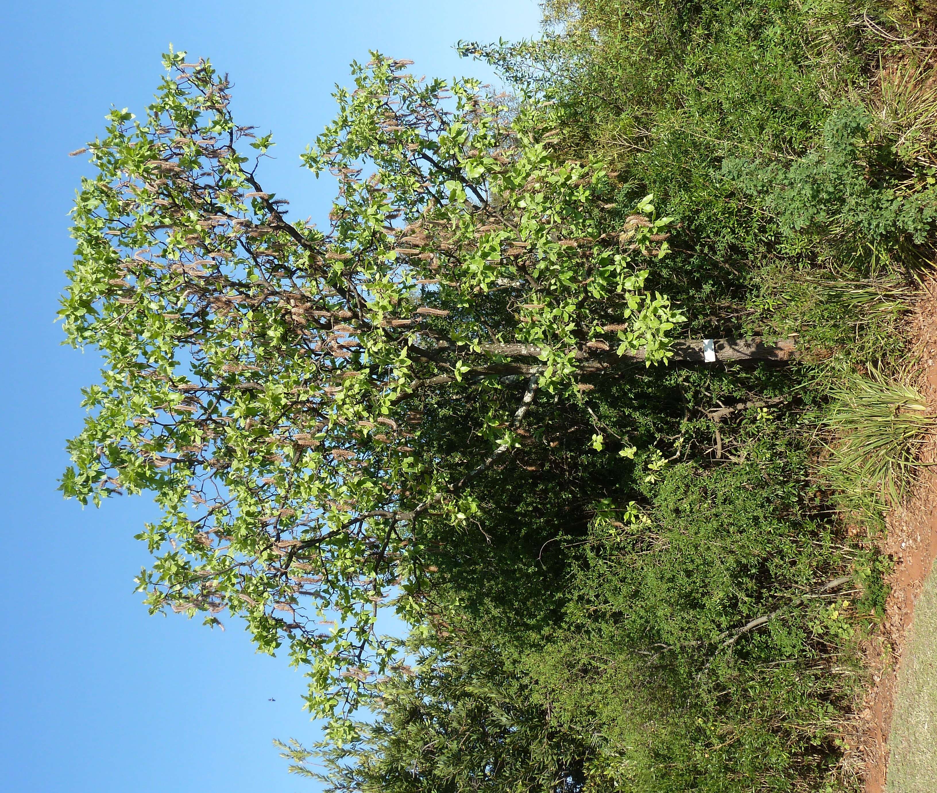 Image of Faurea rochetiana (A. Rich.) Chiov. ex Pichi-Sermolli