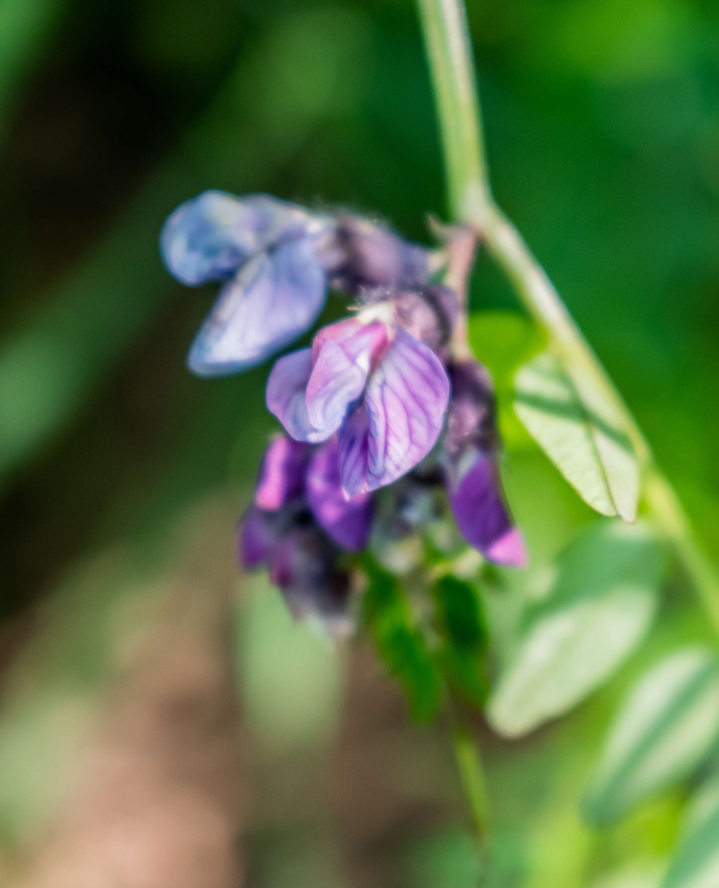 Image of bush vetch