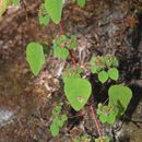 Image of <i>Euphorbia sonorae</i>