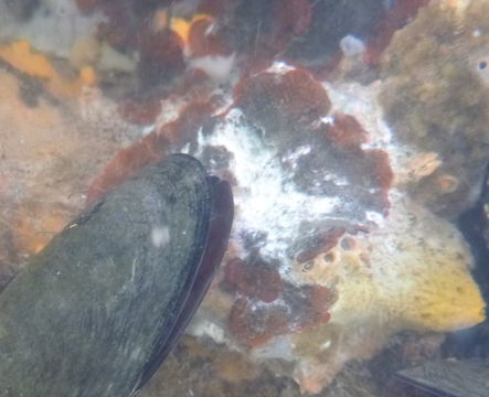 Image of Marine bryozoan