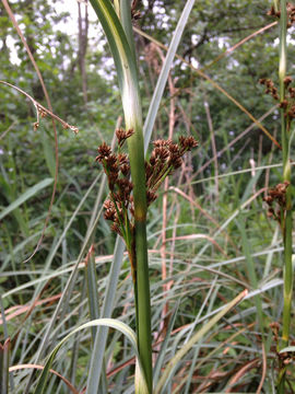 Image of <i>Cladium mariscus</i>