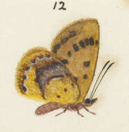 Image of Lycaena feredayi (Bates 1867)