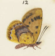 Lycaena feredayi (Bates 1867) resmi