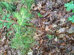 Image of <i>Pinus virginiana</i>