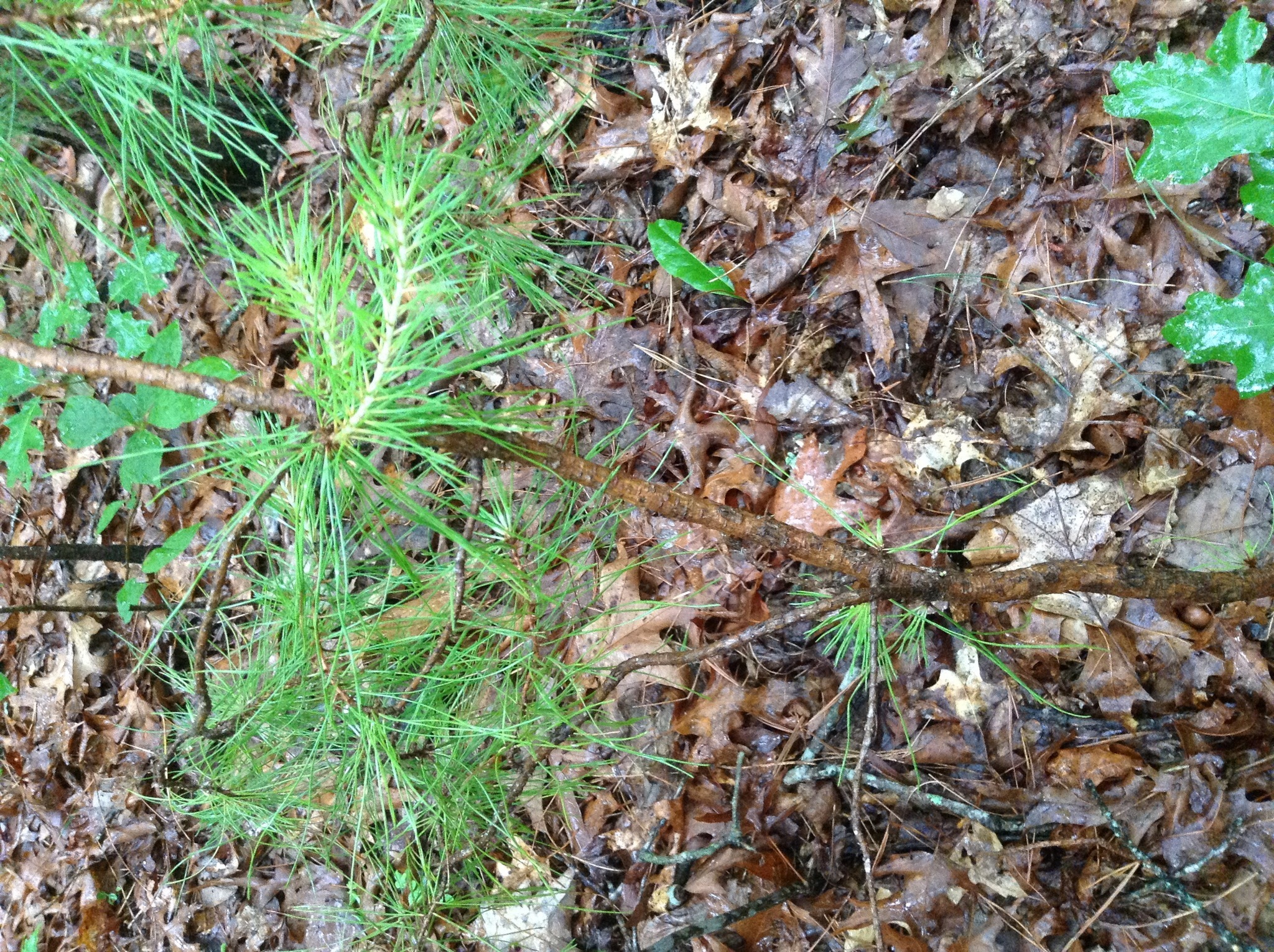 Image of <i>Pinus virginiana</i>