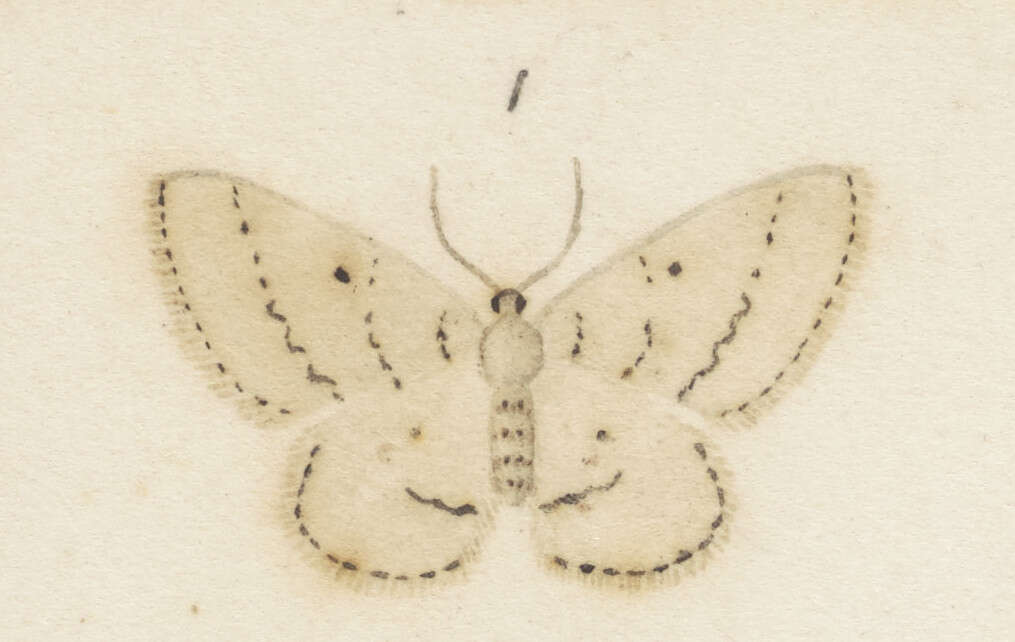 Слика од Poecilasthena schistaria Walker 1861