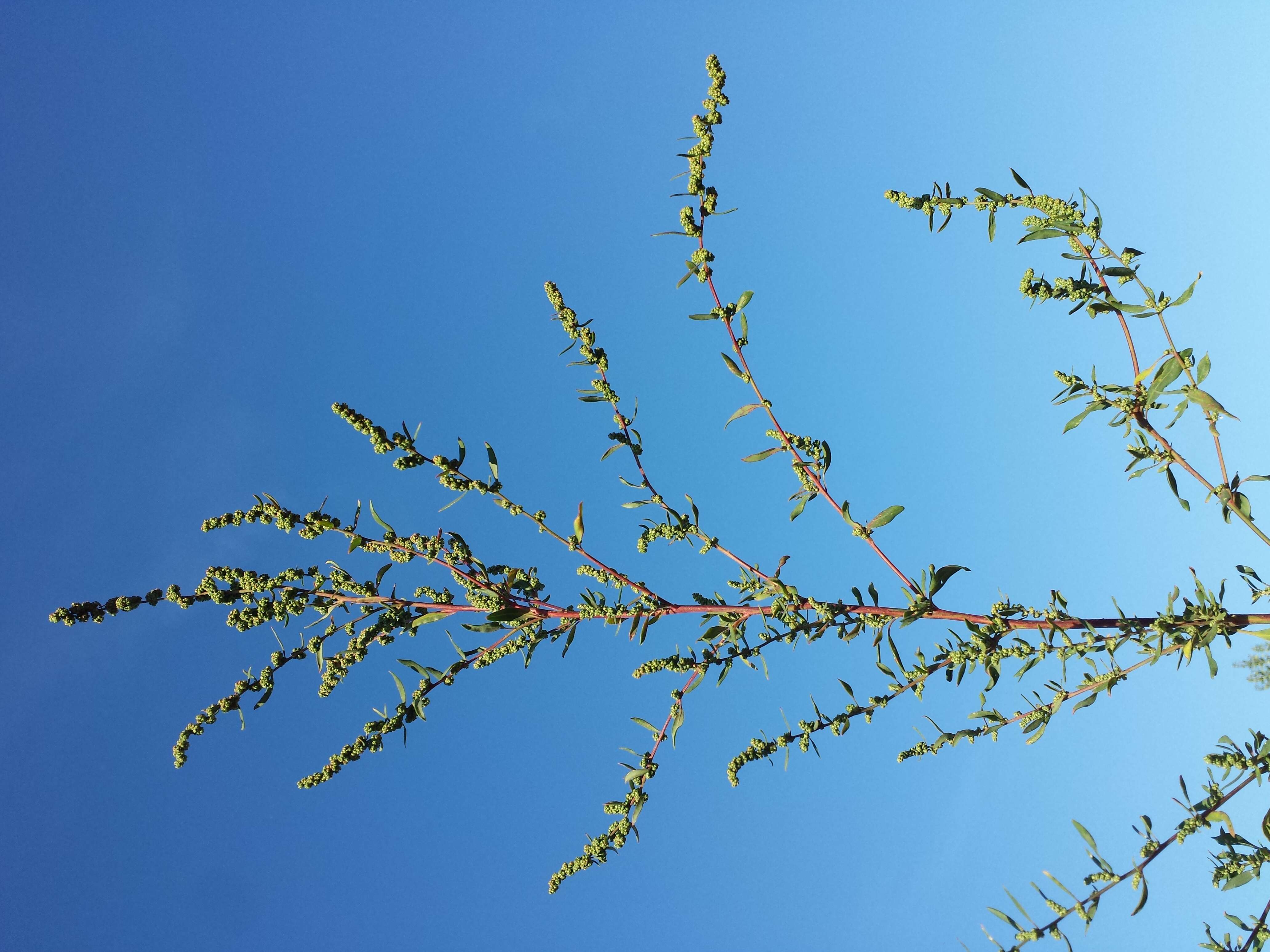 Plancia ëd Chenopodium strictum Roth