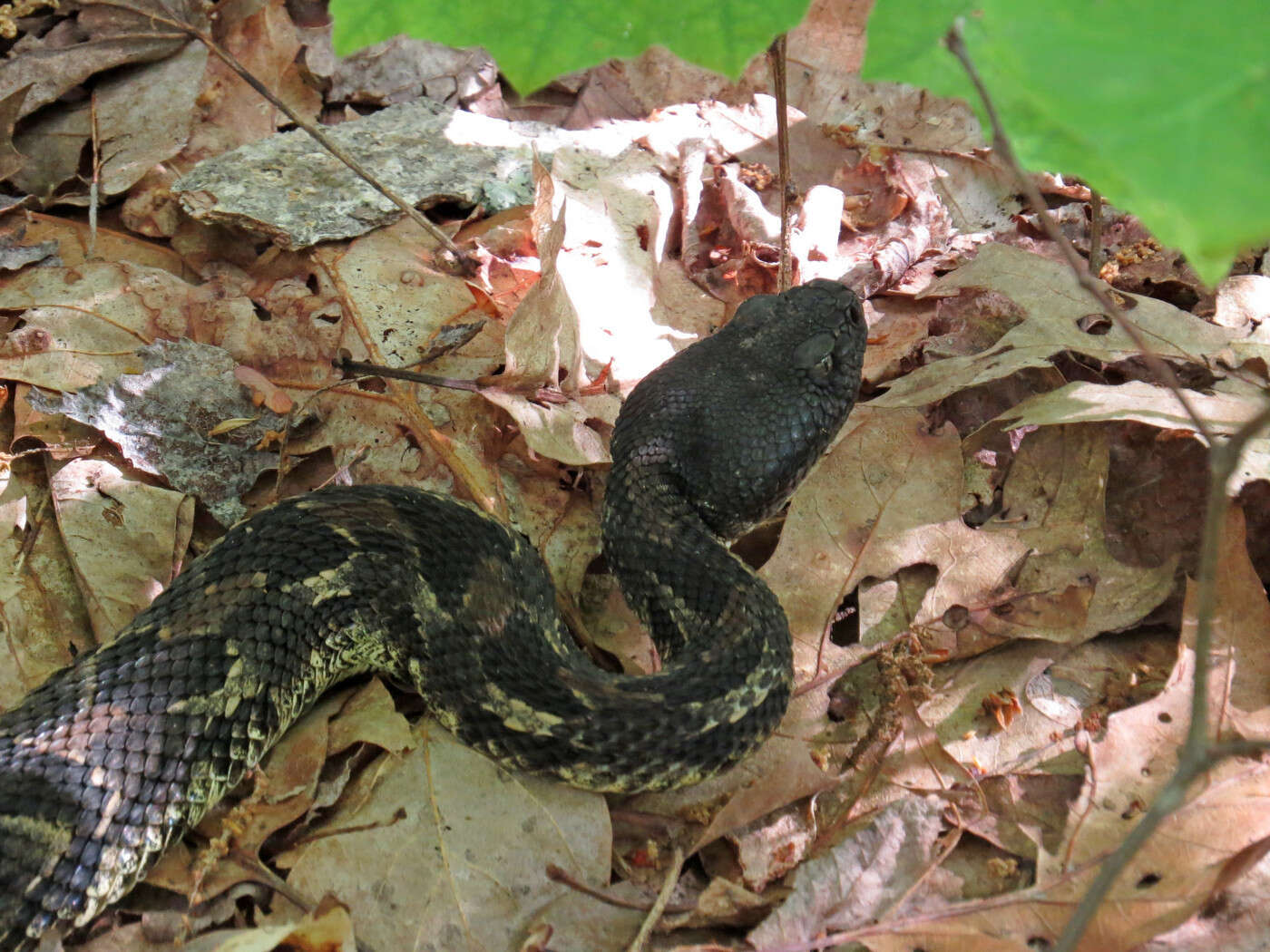 Image of Timber Rattlesnake