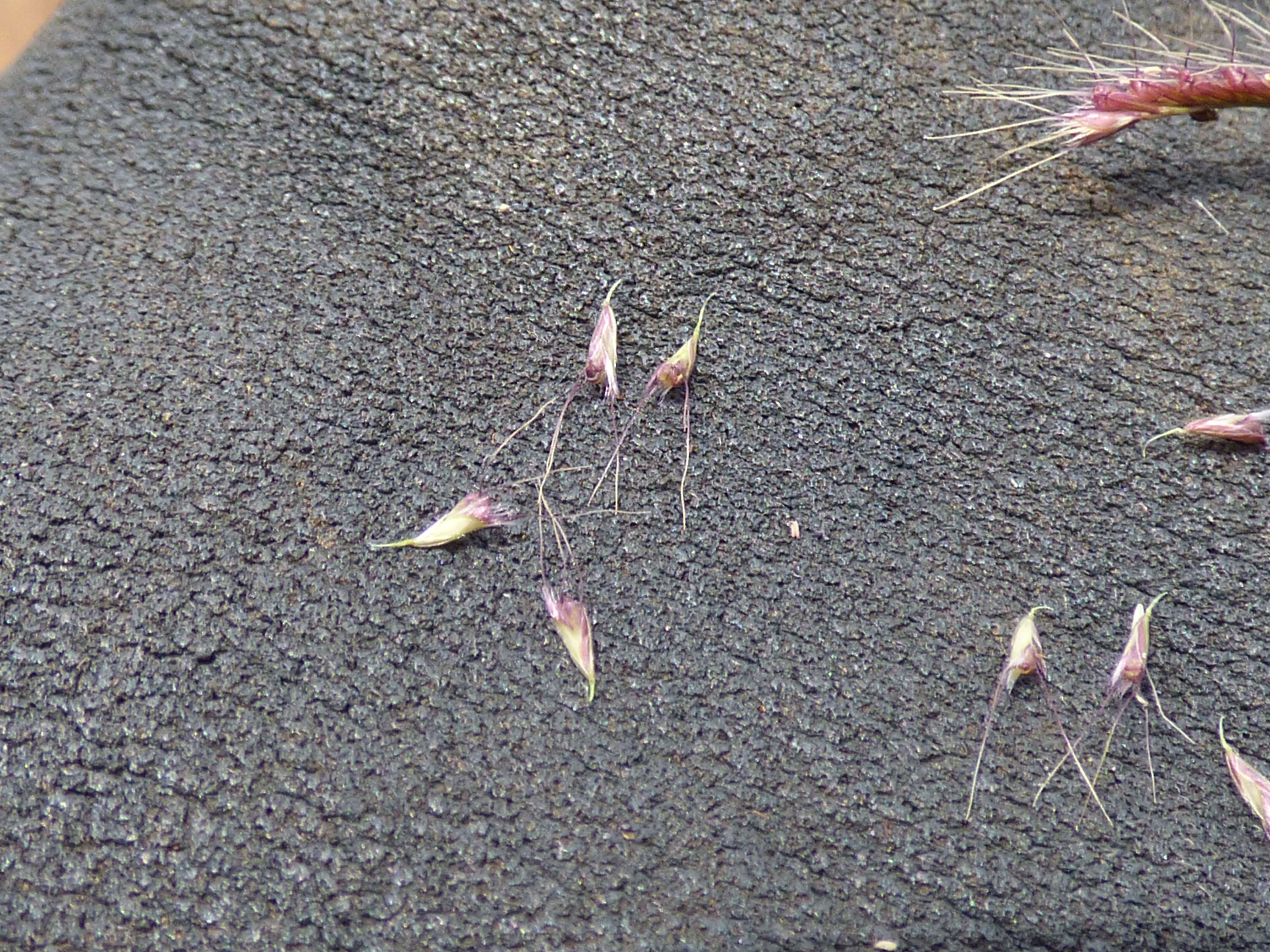 Image of swollen fingergrass