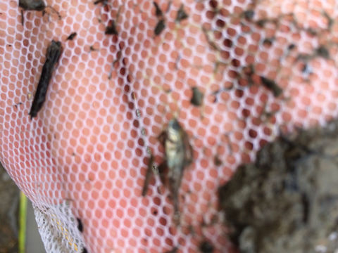 18.https www inaturalist org photos 2058199.580x360