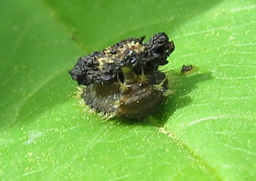 Image of thistle tortoise beetle