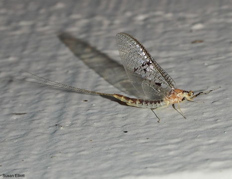 18.https www inaturalist org photos 2059616.580x360