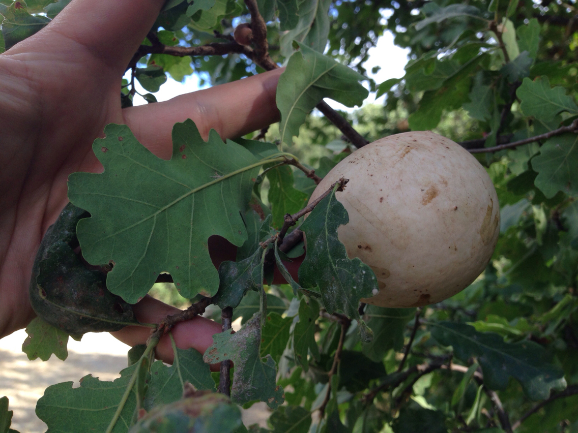 Image of California Gall Wasp