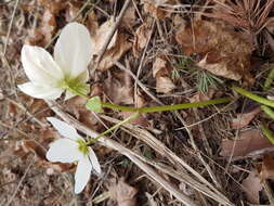 Image of black hellebore