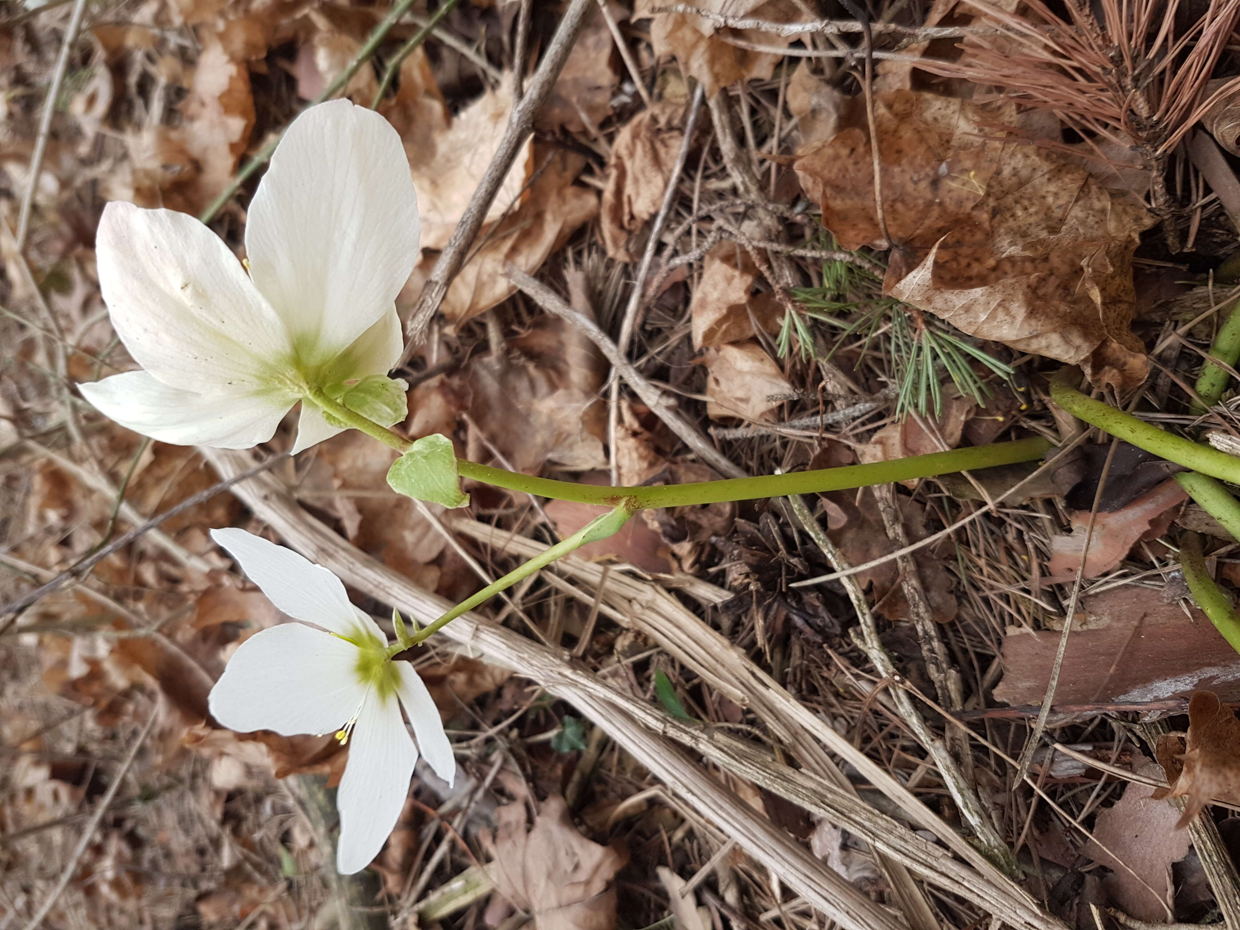 Image of black hellebore