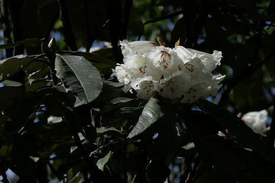 Imagem de Rhododendron grande Wight