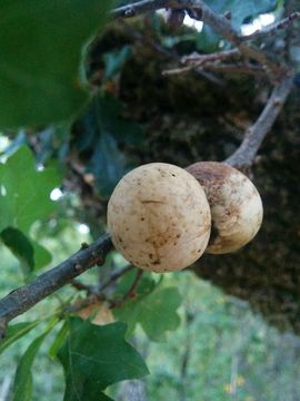 Image of California Gall Wasp