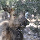 Image of American elk