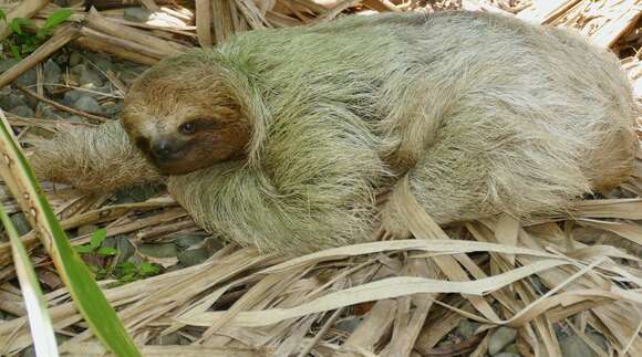 Image of Brown-throated Three-toed Sloth